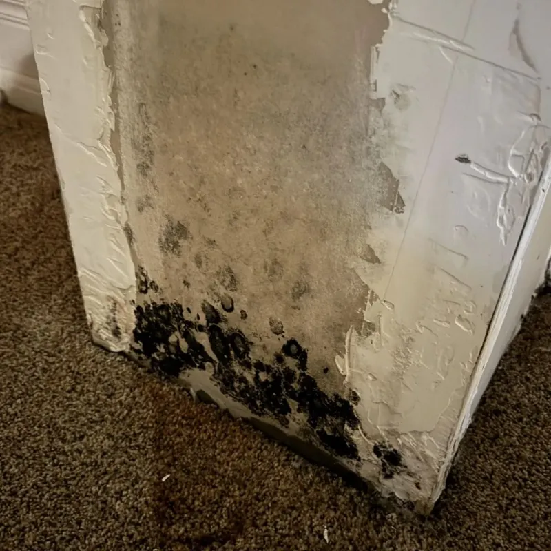 Professional Mold Removal in Naples, NY